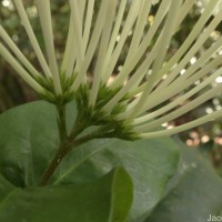 Ixora thwaitesii Hook.f.